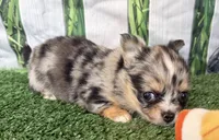 Lyra, a female Chihuahua for sale in Homerville, GA – 2 of 7