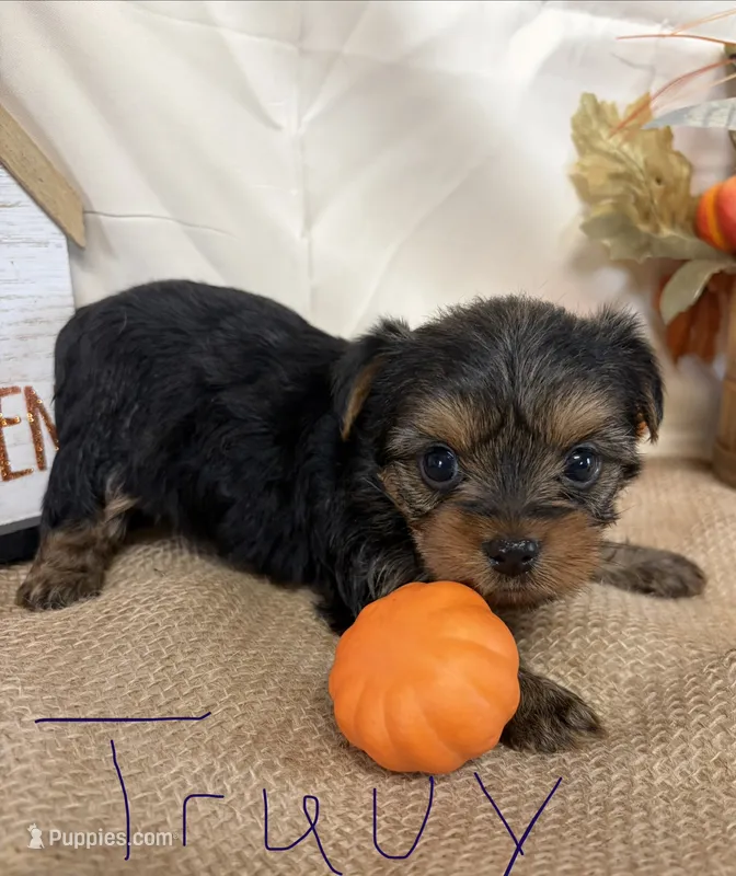 Truvy – Yorkshire Terrier puppy for sale in Homerville, GA