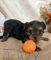 Truvy, a female Yorkshire Terrier for sale in Homerville, GA – 1 of 6