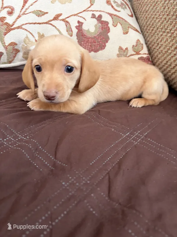 Lena – Miniature Dachshund puppy for sale in Homerville, GA