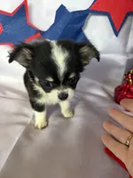 Bruno, a male Chihuahua for sale in Homerville, GA – 9 of 10