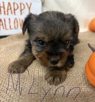 M’Lynn, a female Yorkshire Terrier for sale in Homerville, GA – 2 of 7