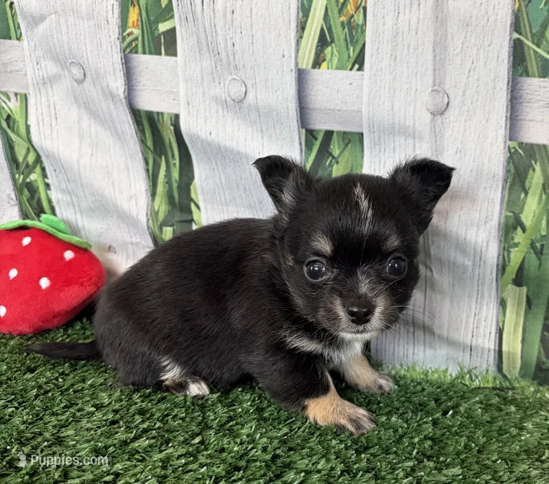 Lily  – Chihuahua puppy on hold in Homerville, GA