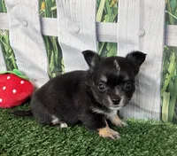 Lily , a female Chihuahua for sale in Homerville, GA – 1 of 6