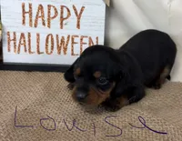 Louise, a female Miniature Dachshund for sale in Homerville, GA – 4 of 6