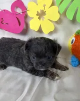 Cami, a female Chihuahua for sale in Homerville, GA – 4 of 6