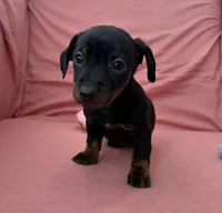 Bella, a female Miniature Dachshund for sale in Homerville, GA – Photo 1 of 6