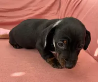 Bella, a female Miniature Dachshund for sale in Homerville, GA – Photo 6 of 6