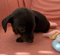 Bella, a female Miniature Dachshund for sale in Homerville, GA – Photo 2 of 6