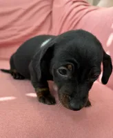 Bella, a female Miniature Dachshund for sale in Homerville, GA – Photo 4 of 6