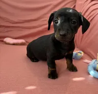 Bella, a female Miniature Dachshund for sale in Homerville, GA – Photo 3 of 6