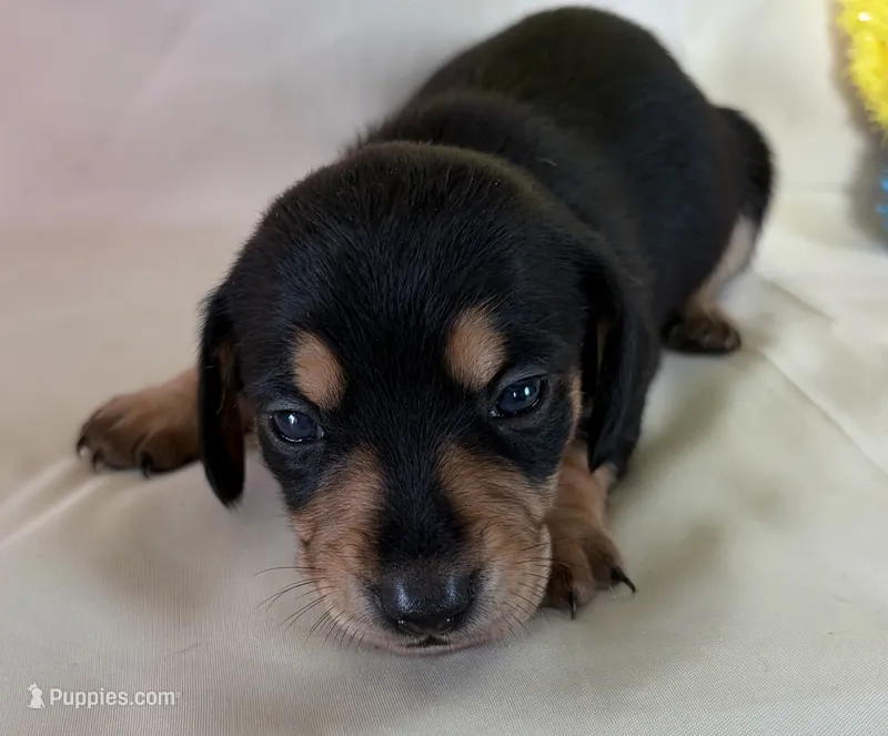 Carmin – Miniature Dachshund puppy for sale in Homerville, GA