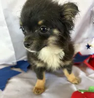 Timmy, a male Chihuahua for sale in Homerville, GA – 5 of 10