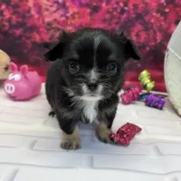 Luke, a male Chihuahua for sale in Homerville, GA – Photo 2 of 10