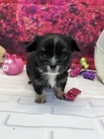 Luke, a male Chihuahua for sale in Homerville, GA – Photo 2 of 10