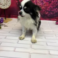 Luke, a male Chihuahua for sale in Homerville, GA – Photo 9 of 10