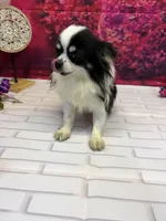 Luke, a male Chihuahua for sale in Homerville, GA – Photo 9 of 10