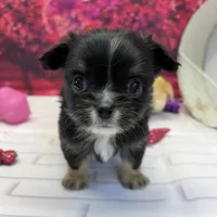 Luke, a male Chihuahua for sale in Homerville, GA – Photo 5 of 10