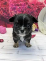 Luke, a male Chihuahua for sale in Homerville, GA – Photo 5 of 10