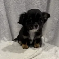 Luke, a male Chihuahua for sale in Homerville, GA – Photo 4 of 10