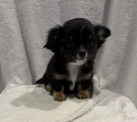 Luke, a male Chihuahua for sale in Homerville, GA – Photo 4 of 10