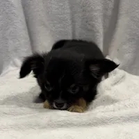 Luke, a male Chihuahua for sale in Homerville, GA – Photo 7 of 10