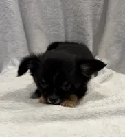 Luke, a male Chihuahua for sale in Homerville, GA – Photo 7 of 10