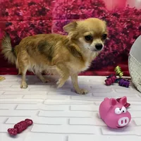 Luke, a male Chihuahua for sale in Homerville, GA – Photo 10 of 10