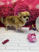 Luke, a male Chihuahua for sale in Homerville, GA – Photo 10 of 10