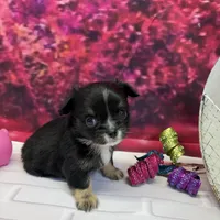 Luke, a male Chihuahua for sale in Homerville, GA – Photo 3 of 10