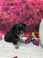 Luke, a male Chihuahua for sale in Homerville, GA – Photo 3 of 10