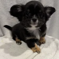 Luke, a male Chihuahua for sale in Homerville, GA – Photo 1 of 10