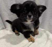 Luke, a male Chihuahua for sale in Homerville, GA – Photo 1 of 10