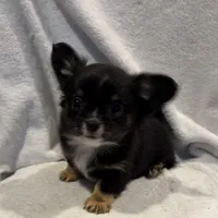 Luke, a male Chihuahua for sale in Homerville, GA – Photo 6 of 10