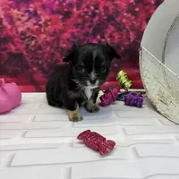 Luke, a male Chihuahua for sale in Homerville, GA – Photo 8 of 10