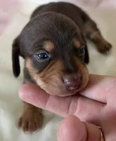 Tibby, a female Miniature Dachshund for sale in Homerville, GA – 4 of 5
