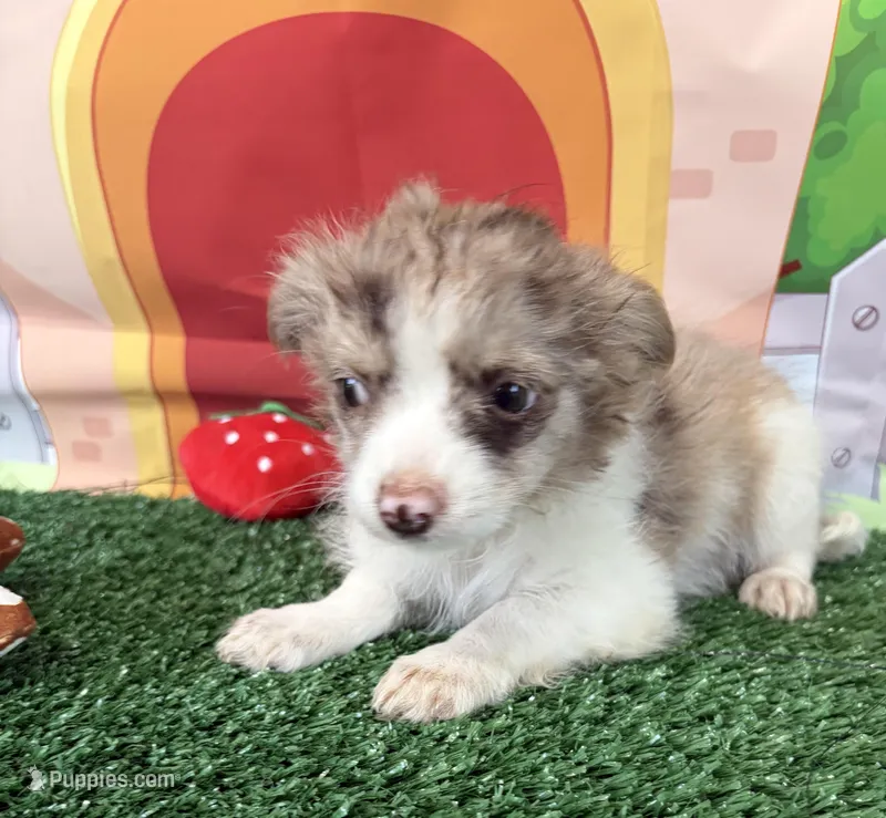 Tyler – Chorkie puppy for sale in Homerville, GA