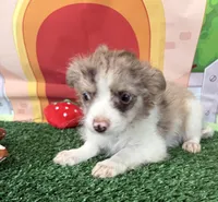 Tyler, a male Chorkie for sale in Homerville, GA – 1 of 10