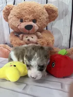 Tyler, a male Chorkie for sale in Homerville, GA – Photo 4 of 7