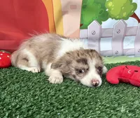 Tyler, a male Chorkie for sale in Homerville, GA – 2 of 10