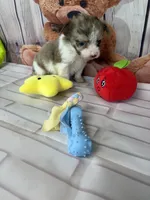 Tyler, a male Chorkie for sale in Homerville, GA – Photo 5 of 7