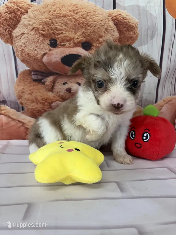 Tyler – Chorkie puppy for sale in Homerville, GA