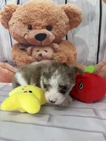 Tyler, a male Chorkie for sale in Homerville, GA – Photo 2 of 7