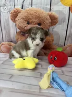 Tyler, a male Chorkie for sale in Homerville, GA – Photo 6 of 7