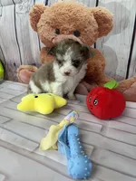 Tyler, a male Chorkie for sale in Homerville, GA – Photo 7 of 7