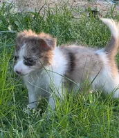 Tyler, a male Chorkie for sale in Homerville, GA – 10 of 10