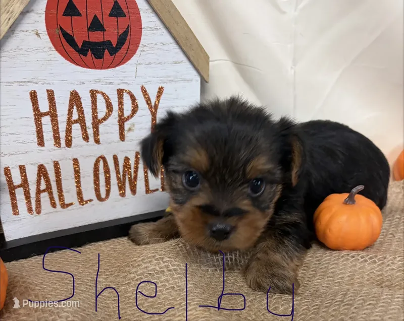 Shelby  – Yorkshire Terrier puppy for sale in Homerville, GA