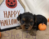Shelby , a female Yorkshire Terrier for sale in Homerville, GA – 1 of 8