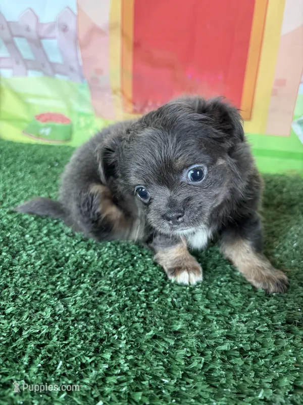 Cami – Chihuahua puppy for sale in Homerville, GA