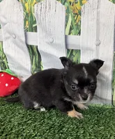Lily , a female Chihuahua for sale in Homerville, GA – 6 of 6
